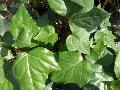 Algerian Ivy / Hedera canariensis